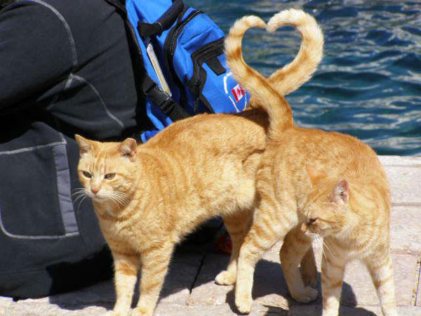 50-cats-heart-shape-with-ta