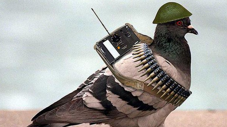 Spy-Pigeon.jpg
