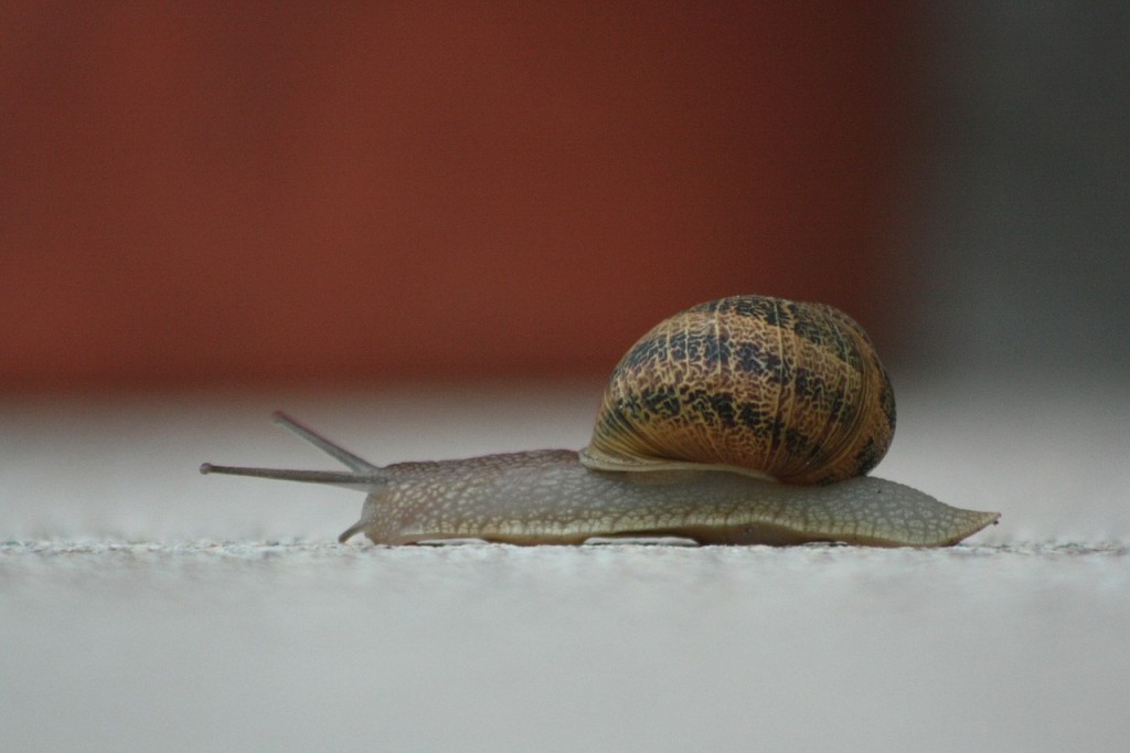 snail-368763_1280