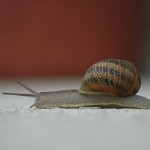 snail-368763_1280