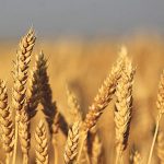 wheat-FLMIS-PITB-TechJuice