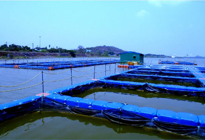 Fish farming